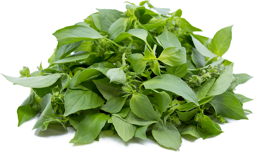 Lemon Basil