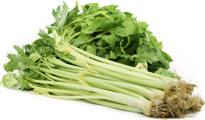 greens sperm taste percentage of gays in the milatary