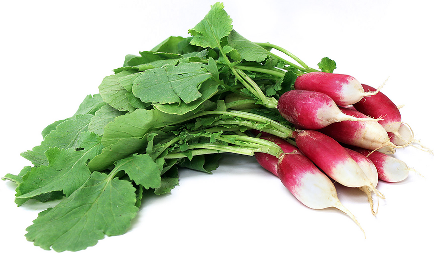 French Breakfast Radish picture