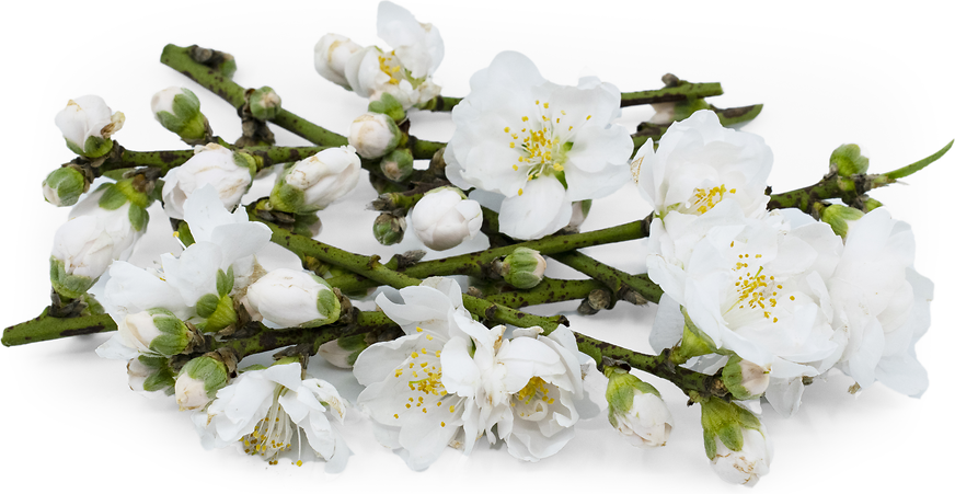 Image result for almond blossom