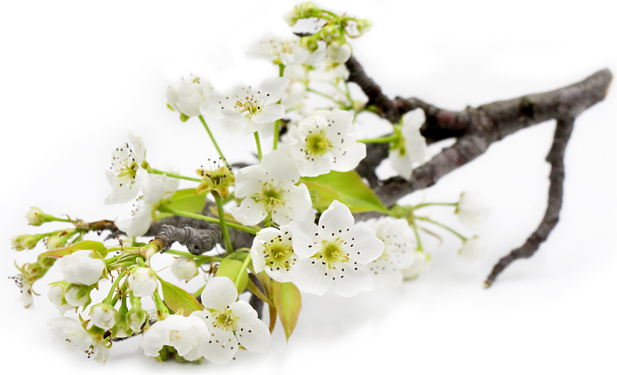 Pear Blossoms Information and Facts