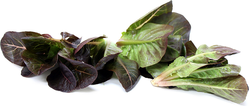 Baby Red Romaine Lettuce picture