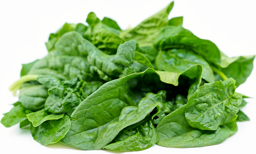 Savoy Spinach picture