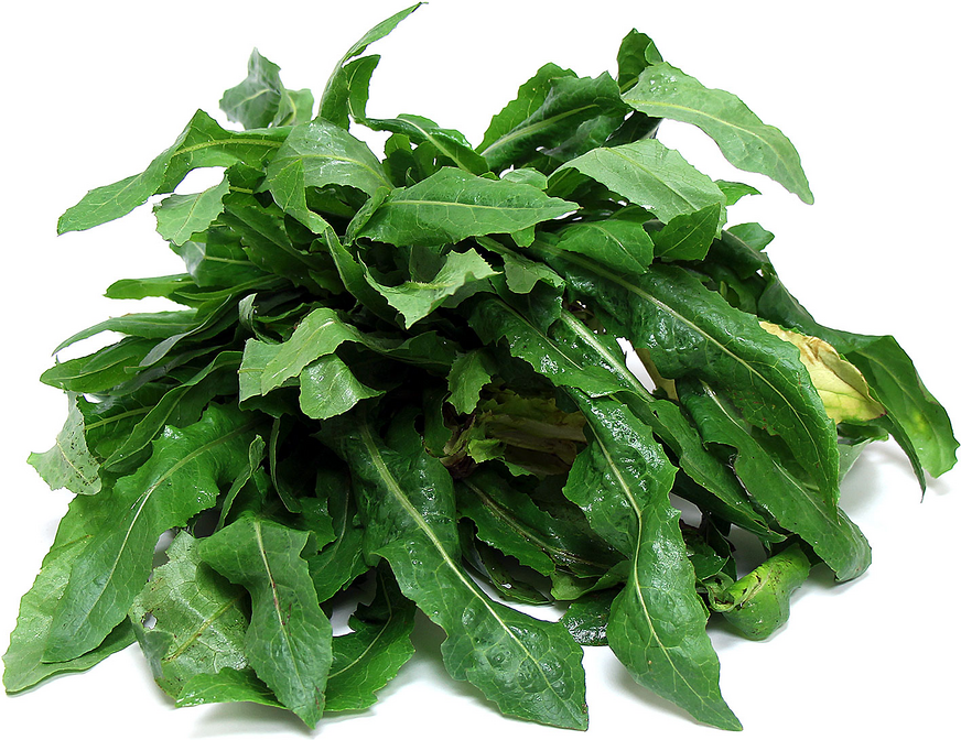 Wild Lettuce picture