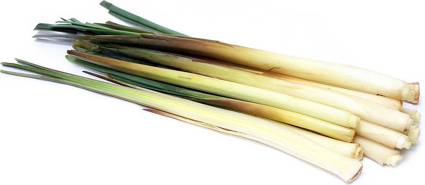 Cattail picture