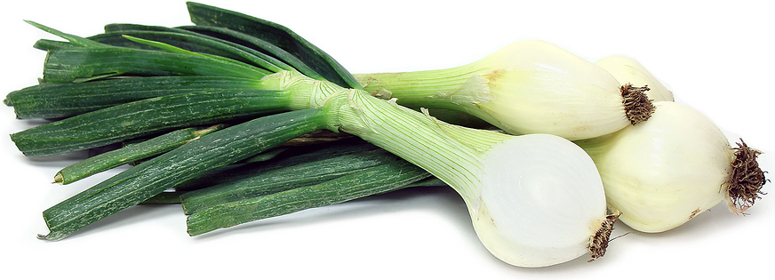 Spring Onions picture