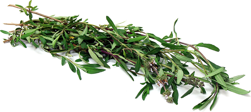 Black Sage picture