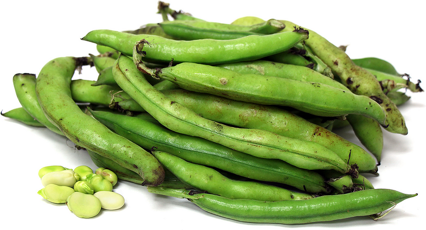 Fava Beans Information and Facts