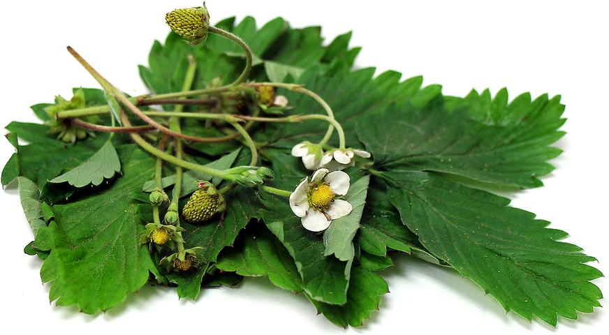 Strawberry Leaves picture