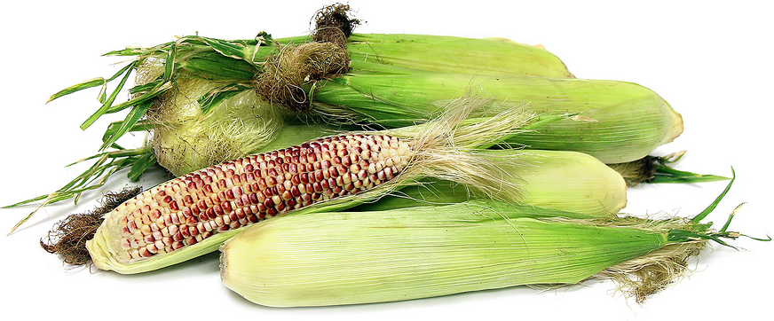 Red Corn picture