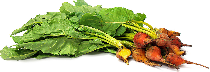 Bunch Gold Beets picture