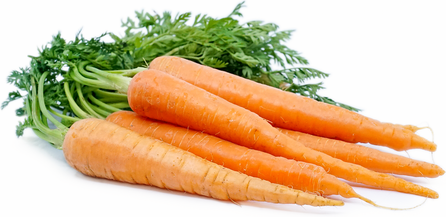 Bunched Carrots picture