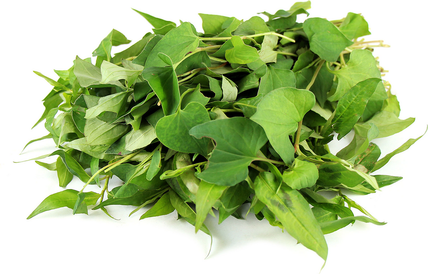 Vietnamese Coriander picture