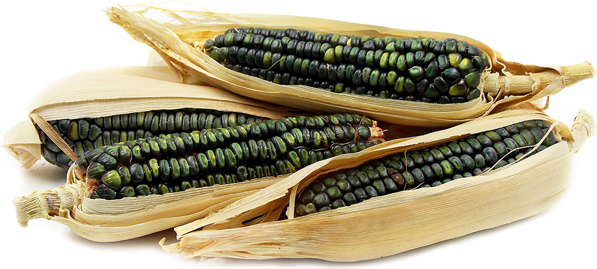 Oaxacan Green Dent Corn picture