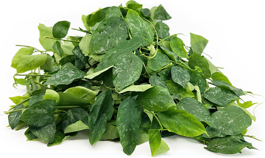 Sayur Manis Leaves picture