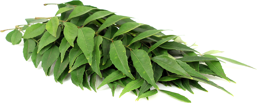 Curry Leaves picture