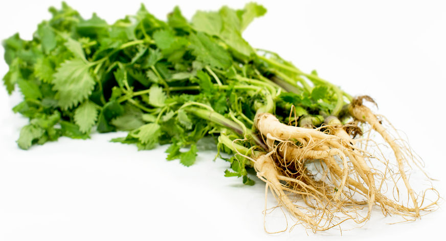 Stinging Nettle Roots picture