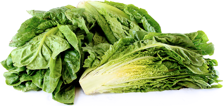 Romaine Lettuce picture