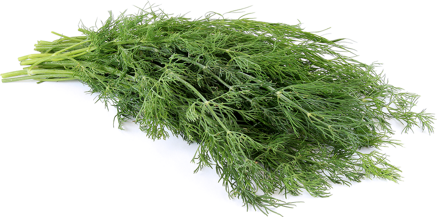 Dill picture
