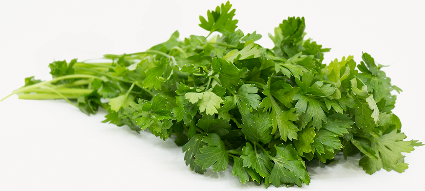 Organic Italian Parsley picture