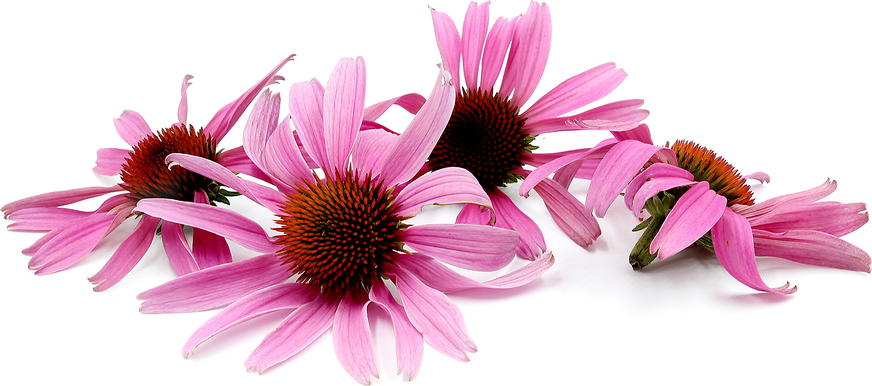 Echinacea Flowers picture