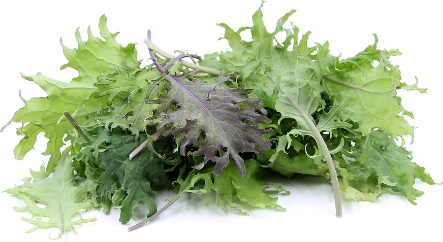 Baby Red Russian Kale picture