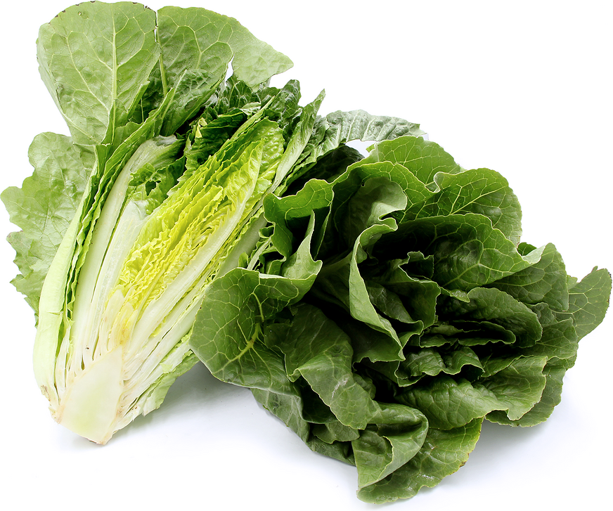 Romaine Lettuce picture