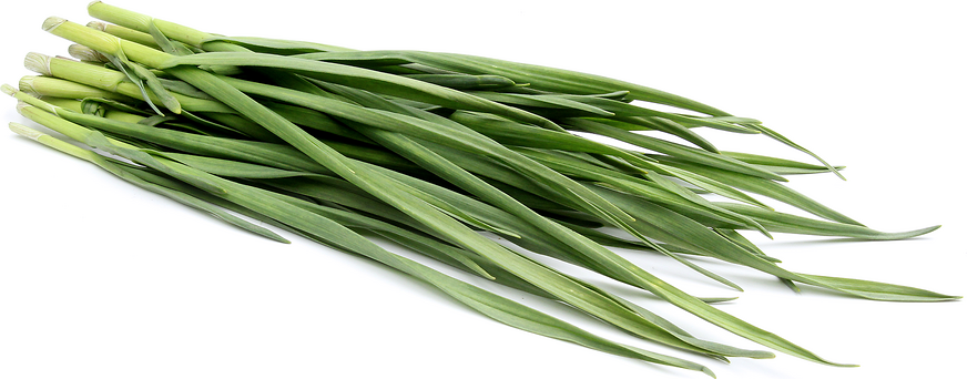 Garlic Chives picture