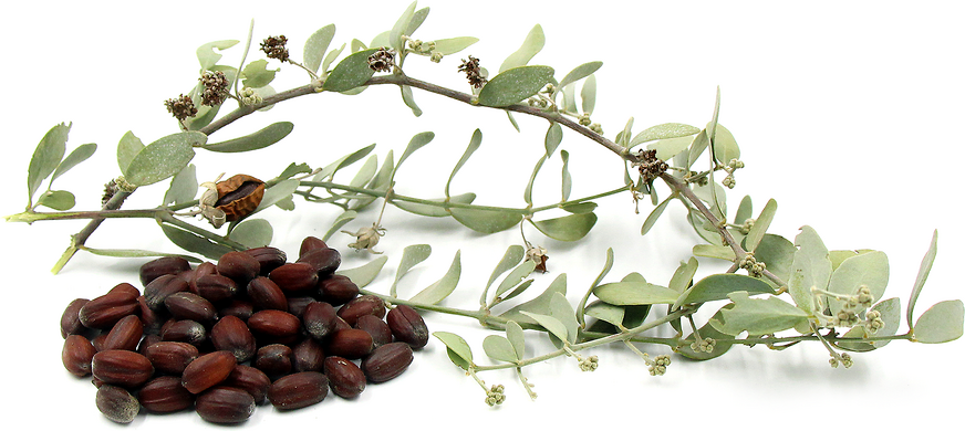 Foraged Jojoba Nuts picture