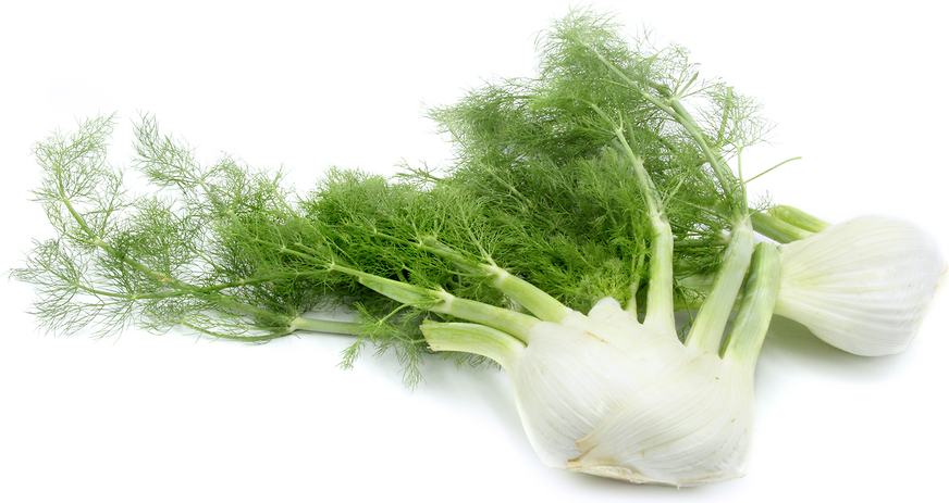 Fennel picture