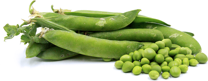 English Pea picture