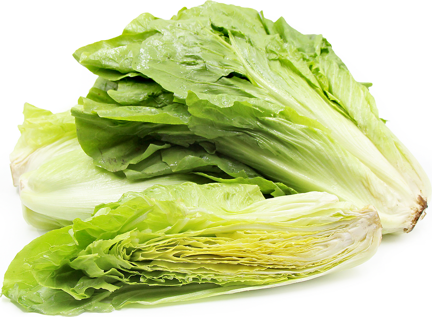 Sugar Loaf Chicory picture