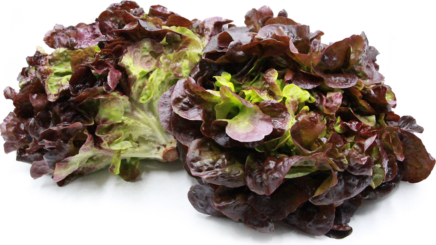 Red Oak Leaf Lettuce picture