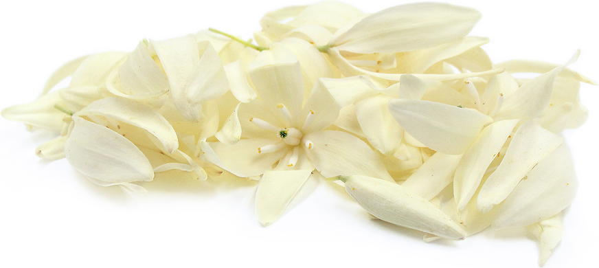 Yucca Blossoms picture
