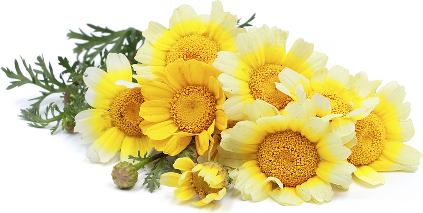 Chrysanthemum Flowers Information and Facts
