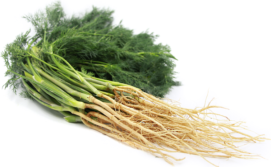 Dill Roots picture