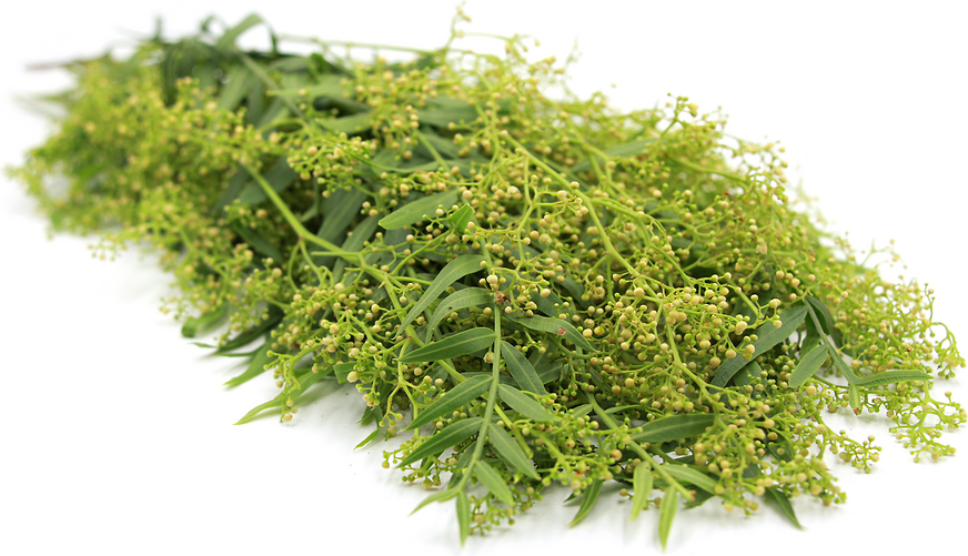 Pink Peppercorn Flowers picture
