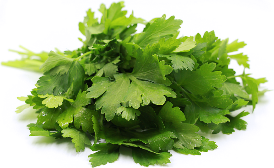 Italian Parsley picture