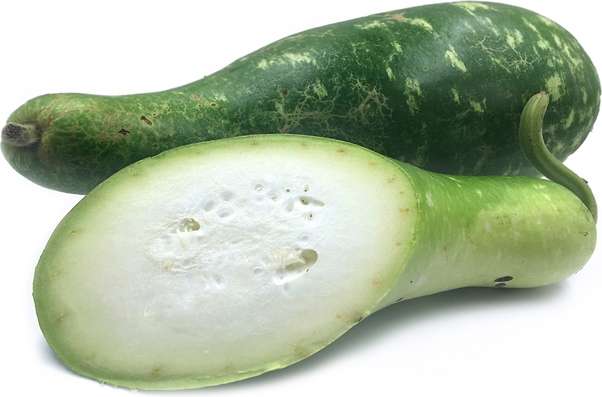 Long Squash picture