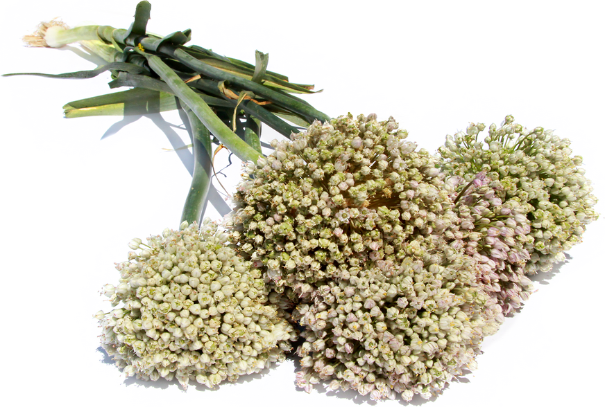 Leek Flowers picture