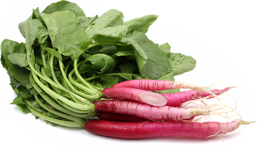 Candela de Fuoco Radish picture