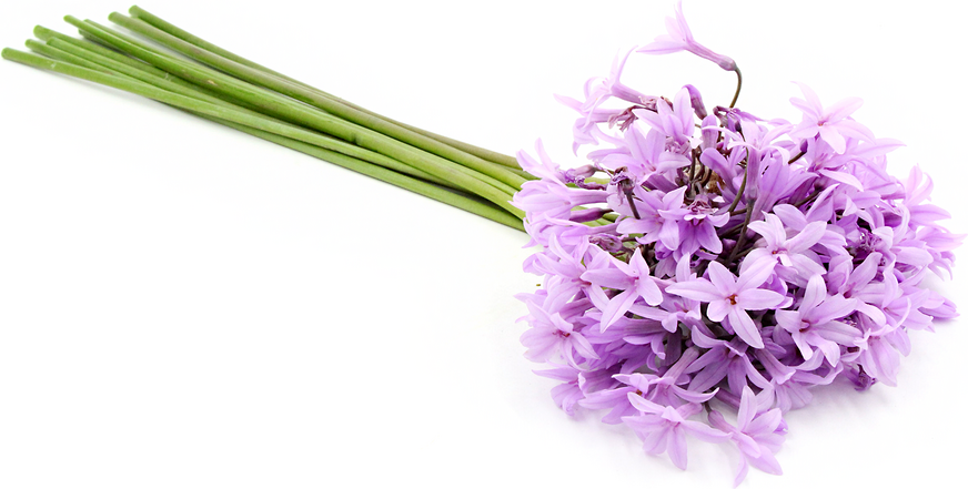 society garlic flowers information