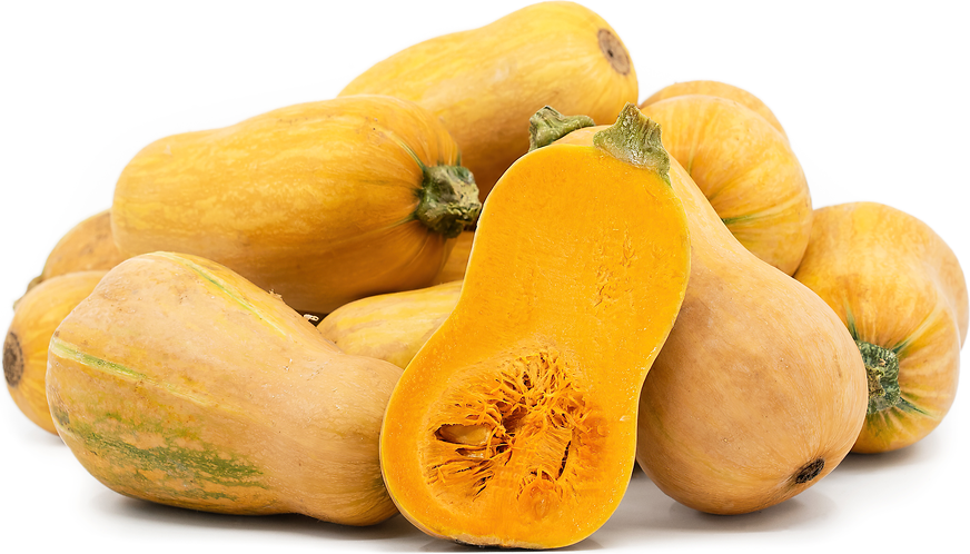 Honeynut Squash picture