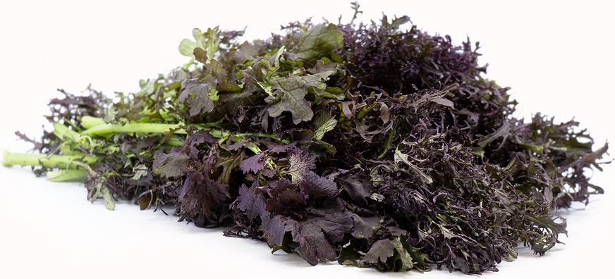 Red Mustard Frill picture