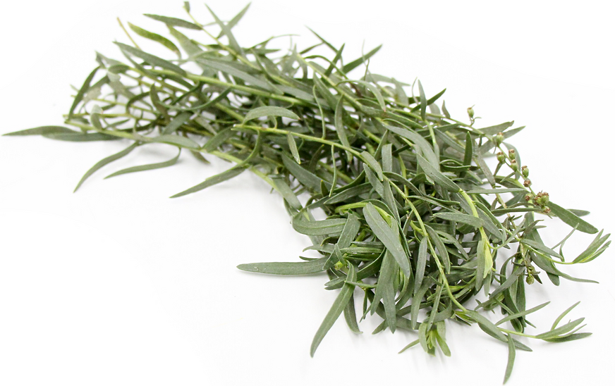 Russian Tarragon picture