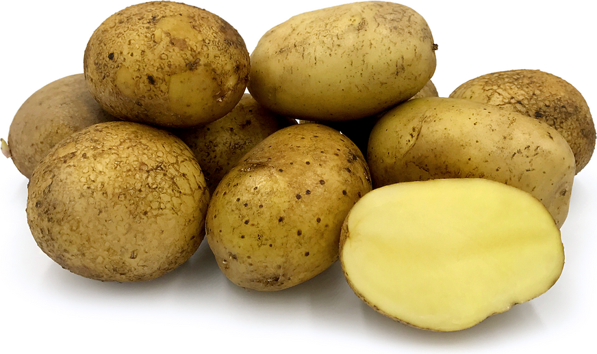 Agria Potatoes picture
