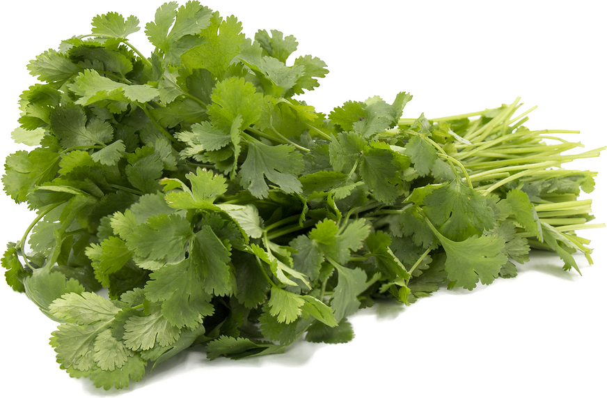 Cilantro picture