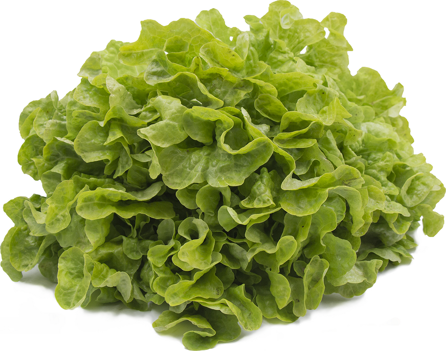 Oak Lettuce picture