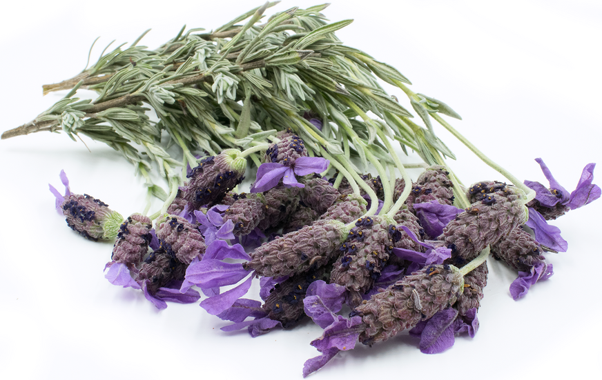 Spanish Lavender picture