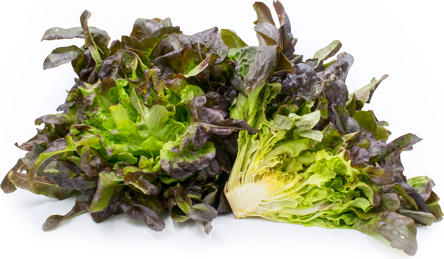 Brunia Lettuce picture